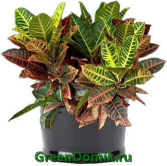 Кодиеум пестрый, или кротон
