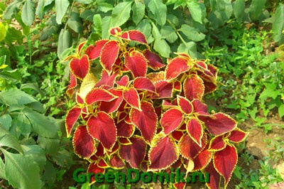 Колеус Блюма