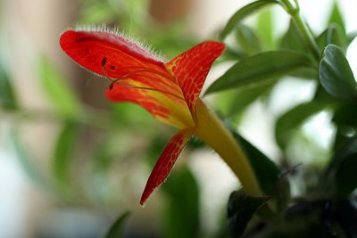 Колумнея славная