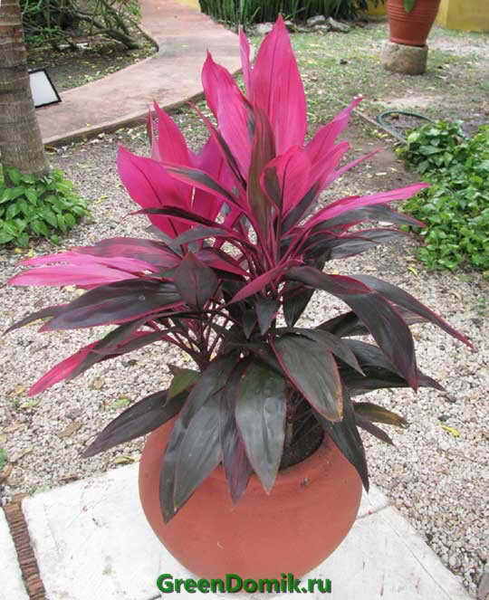 Кордилина верхушечная