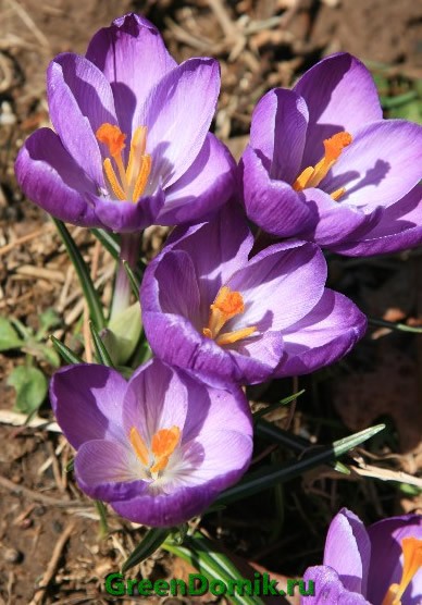 Крокус