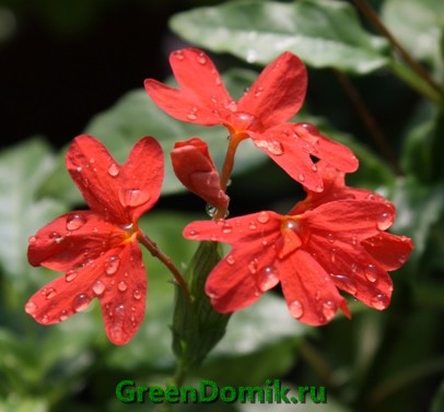 Кроссандра воронковидная