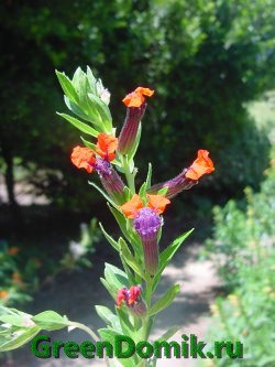 Куфея огненно-красная