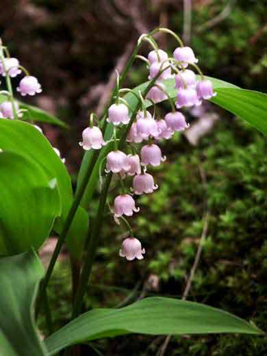 Ландыш майский