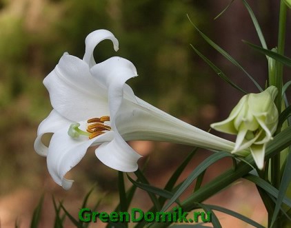 Лилия длинноцветковая