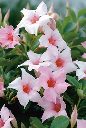 Мандевилла