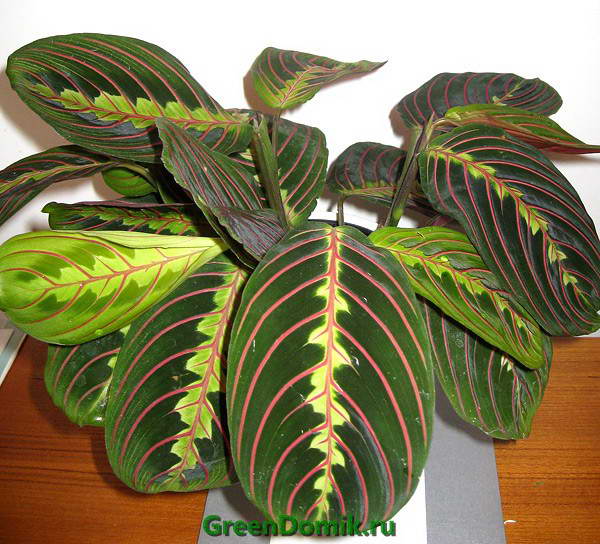 Маранта беложилковатая