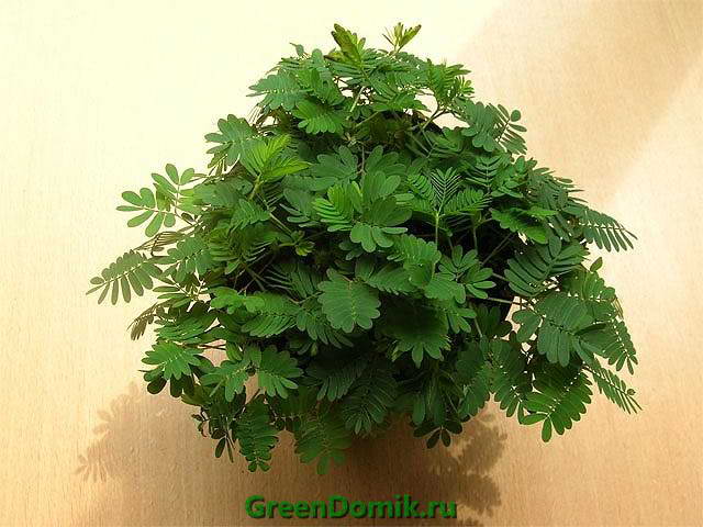 Мимоза стыдливая