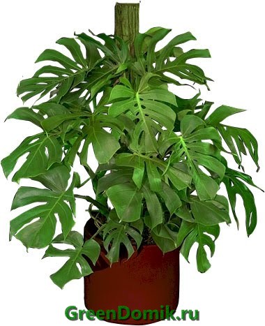 Монстера деликатесная