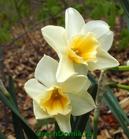 Нарцисс