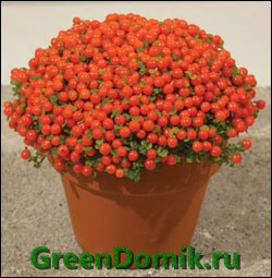 Нертера гранадская