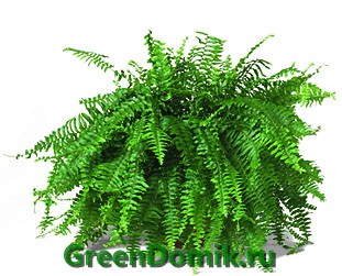 Нефролепис высокий