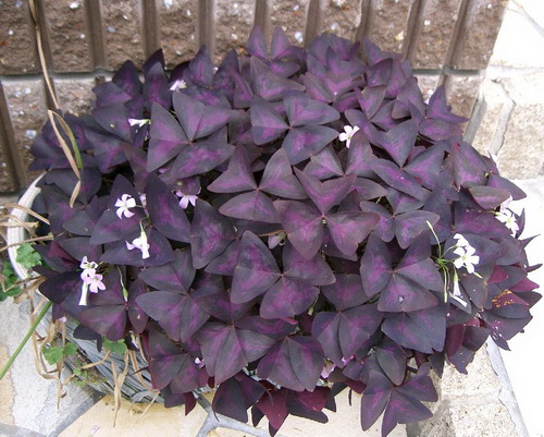 Оксалис Регнелла, или Кислица