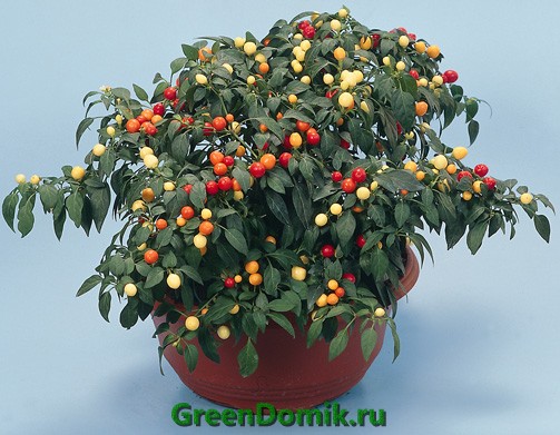 Паслен ложноперечный