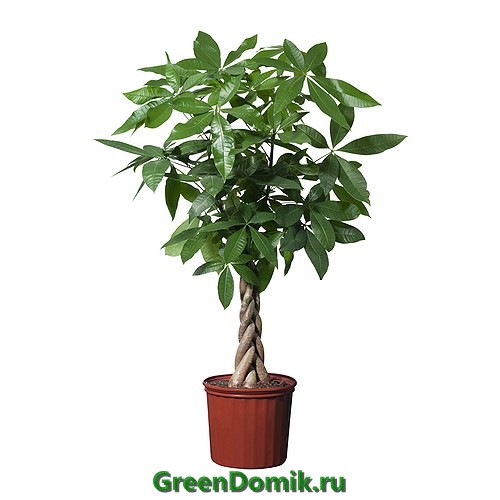 Пахира водная