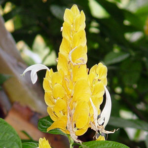 Пахистахис желтый