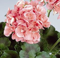 Пеларгония зональная, или герань