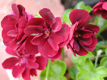 Пеларгония плющелистная, или герань