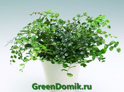 Пеллея круглолистная