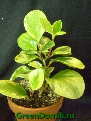 Пеперомия сморщенная