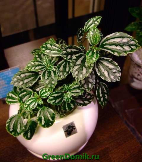 Пилея Кадье