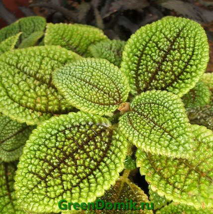 Пилея обернутая