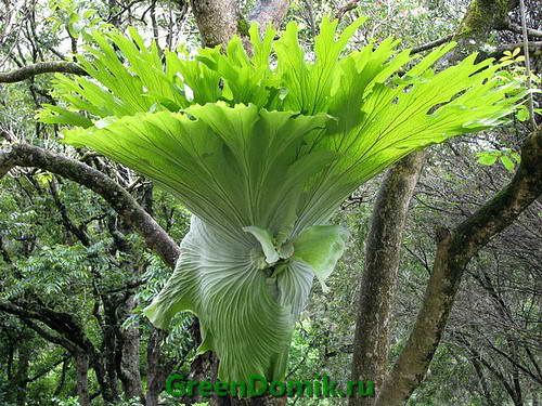 Платицериум двухвильчатый, или Плоскорог