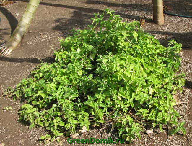 Плектрантус