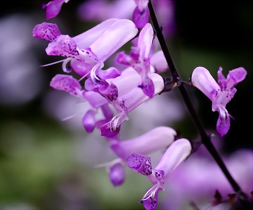 Плектрантус Мона Лавандер