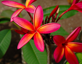 Плюмерия красная