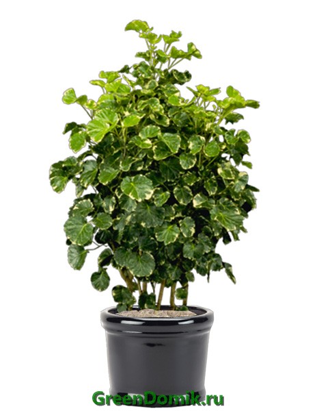 Полисциас кустарниковый