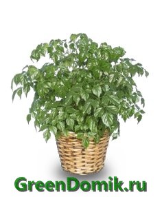 Радермахера китайская