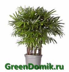 Рапис высокий