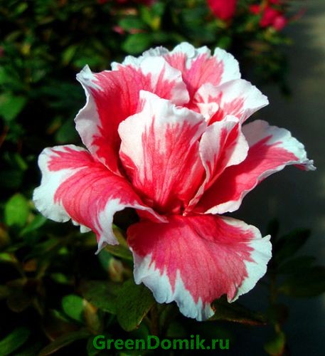 Рододендрон Симса, или Индийская азалия