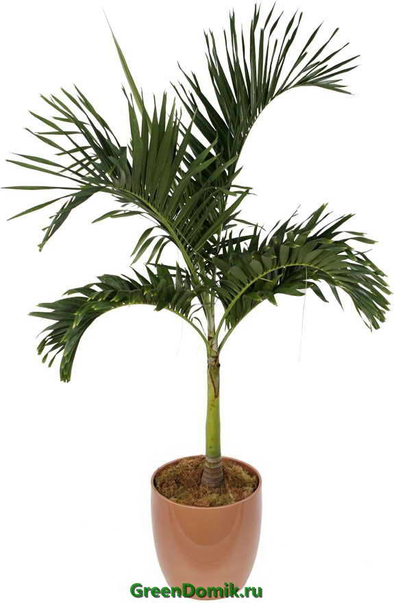 Рождественская пальма