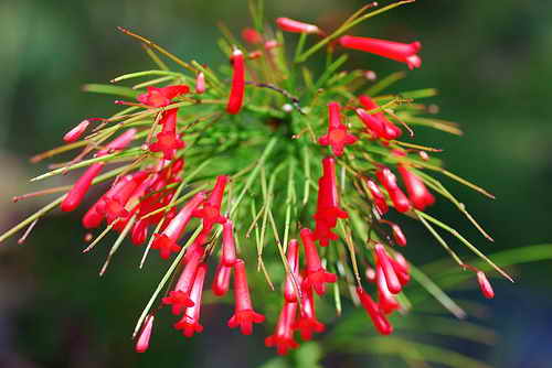 Русселия хвощевидная