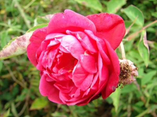 Роза китайская