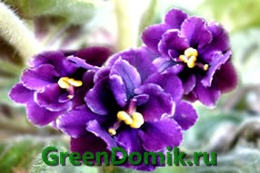 Сенполия, или Узамбарская фиалка