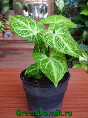 Сингониум ножколистный