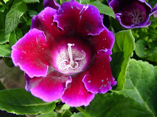 Синнингия прекрасная