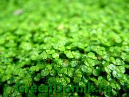 Солейролия