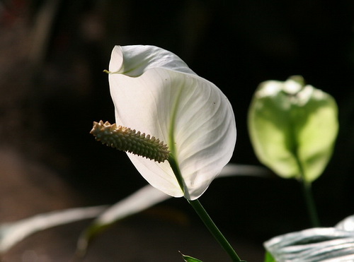 Спатифиллум Уоллиса