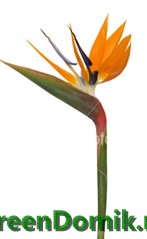 Стрелиция королевская