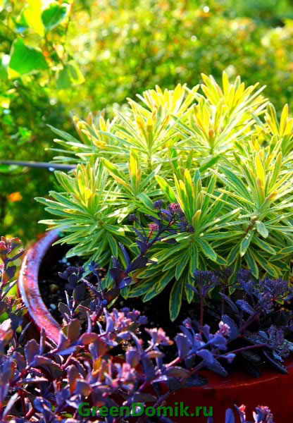 Стрептокарпус гибридный