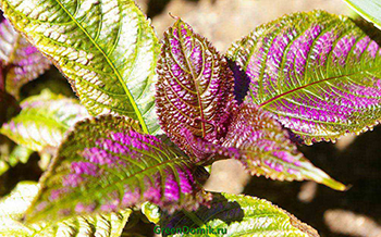 Стробилантес Дайера