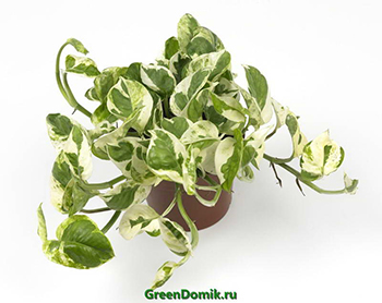 Сциндапсус расписной