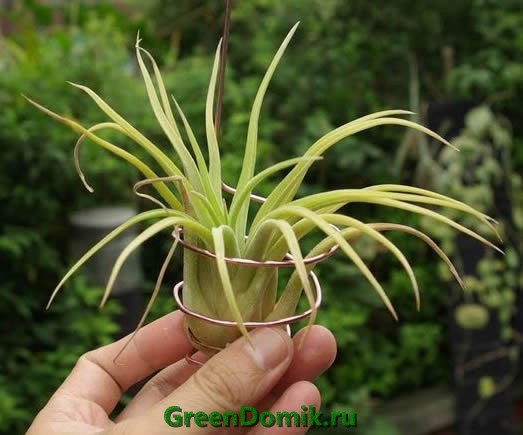 Тилландсия фиалкоцветковая