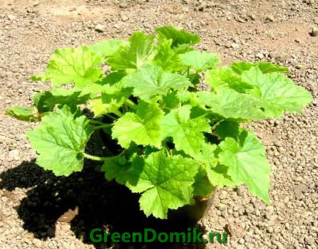 Толмия Мензиса