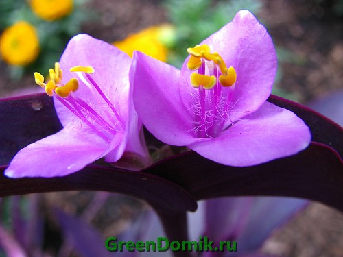 Традесканция бледная