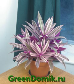 Традесканция покрывальчатая